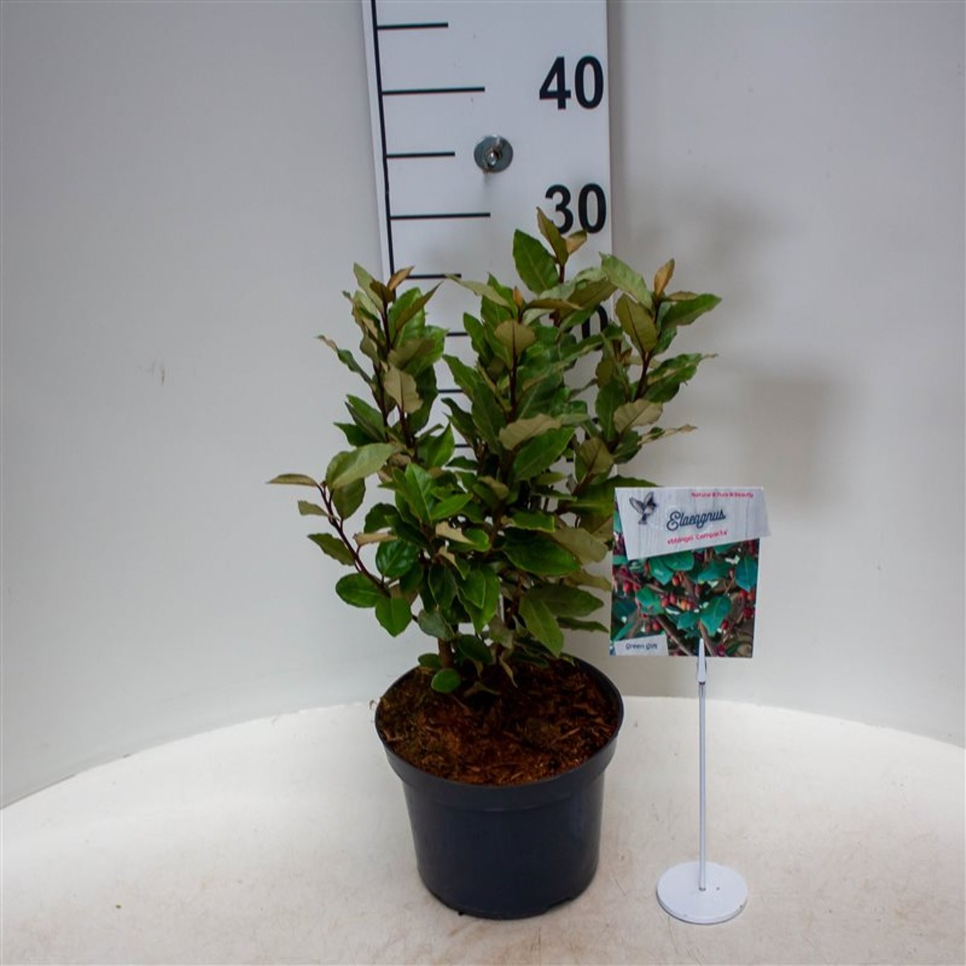 Elaeagnus ebb. 'Compacta' - C3 30-40 CM